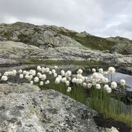 Topptur til Gavlafjellet på Nygard i Modalsfjellene