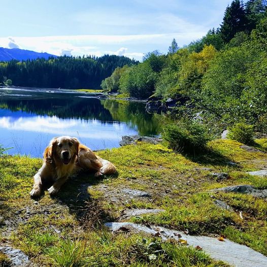 Rogdatjørnet, Solnuttrimmen.