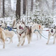 Hundekjøring på Gålå