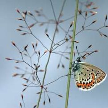 Speilvendte øyeblikk -gjennom ord, toner og naturfoto