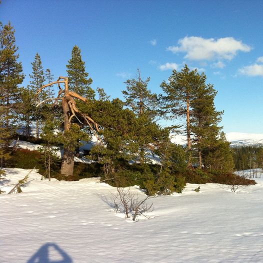 Selbuskogen-Gråvatnet-Holman-Ånvatnet