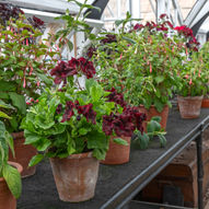 Charity Garden Opening - The Walled Garden at the Hugo Burge Foundation
