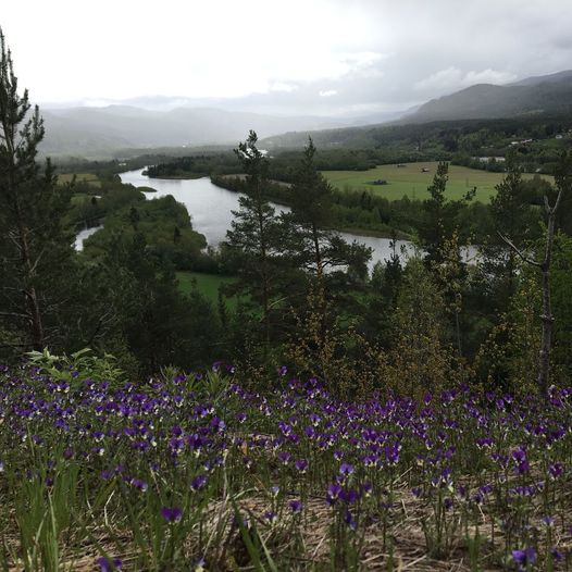 Nærtur til Hammarkollen, langs Kjemåa og gjennom Øvergardskogen