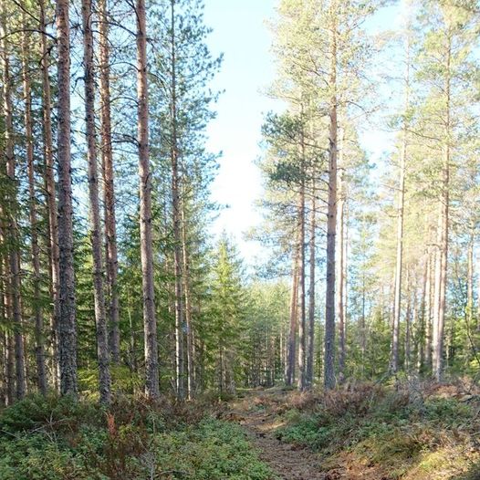 Rundtur om Vellumstad og Gjetholmsjøen