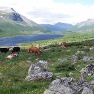 Stølsruta i Valdres - Historisk Vandrerute