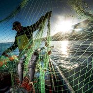 Clovelly Herring Festival