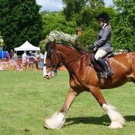 Herts Heavy Horse & Country Show