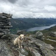 Jølster Skisenter og Kvamsfjellet - Rundtur 