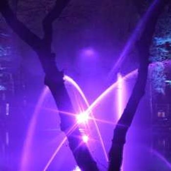 The Enchanted Forest