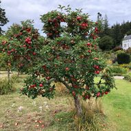 Charity Garden Opening - Logie House