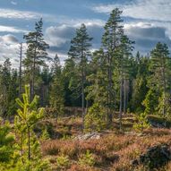 Skogstur fra Kopperud til Bjørnholen, Kohinor og Småtjerna