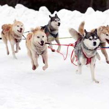 Hundekjøring på Geilo