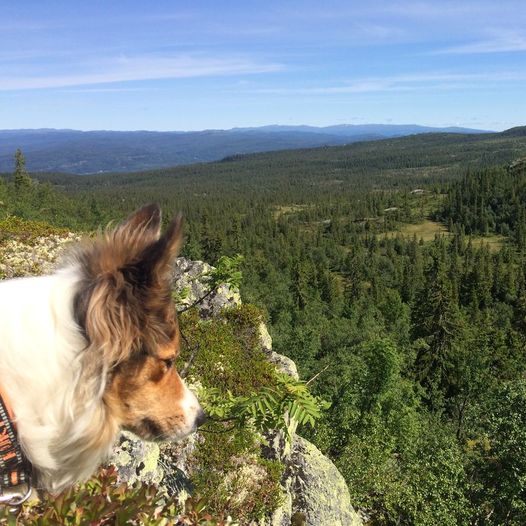 Topptur til Grohølsfjellet 