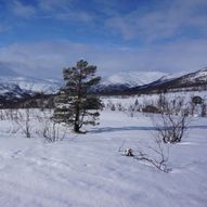 Bårdsgardskamben 1150 moh.