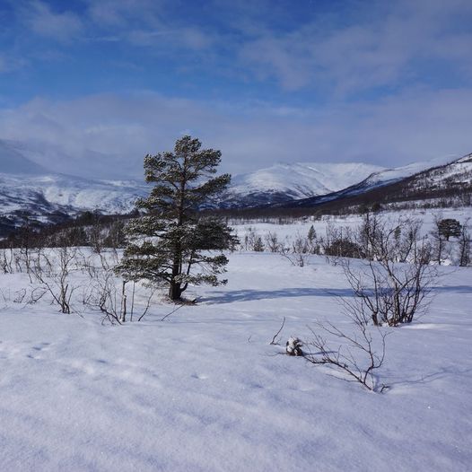 Bårdsgardskamben 1150 moh.