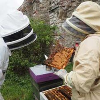 Meet the Bees