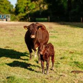 Trenchmore Farm's Summer Market 2.0