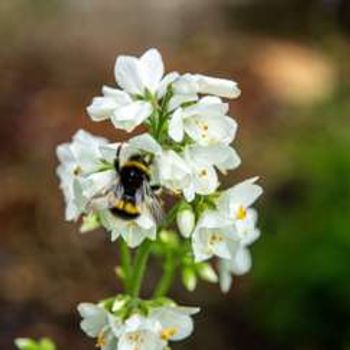 Charity Garden Opening - James Street Community Garden Plant Sale