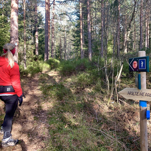 Topptur på Holtehedde - rundtur