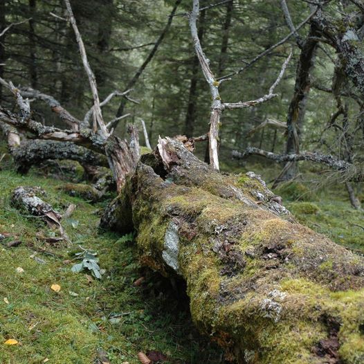 Osmarka i Osen. Lang rundtur rundt Seterhaugen og Vannskiftlihøgda