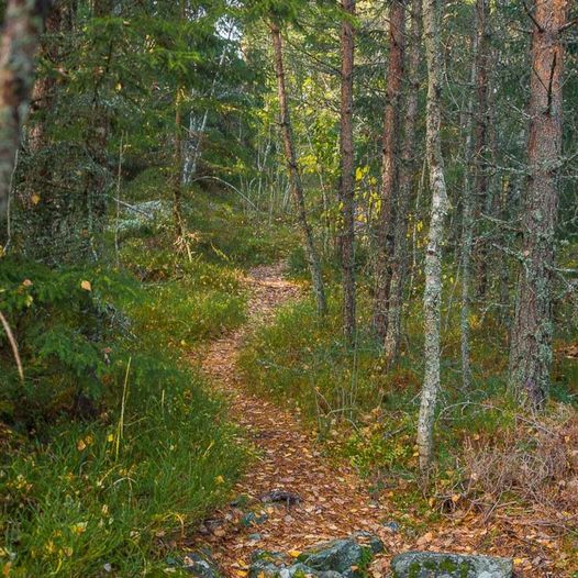 Skogstur fra Stampetjernet til Farshatten, Lunderåsdammen og Røverhula