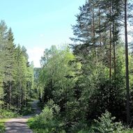 Barlindåsen fra Sandermosen stasjon