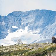 Moskussafari Dovrefjell