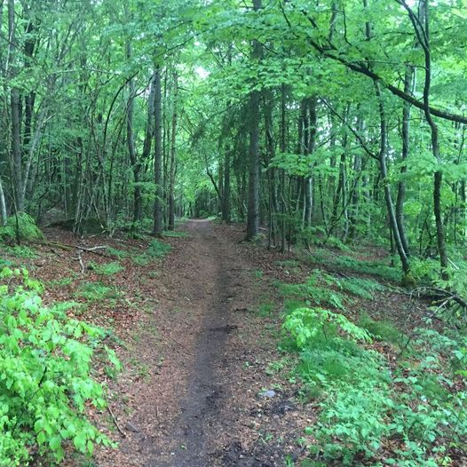 Rundtur i Bergskogen