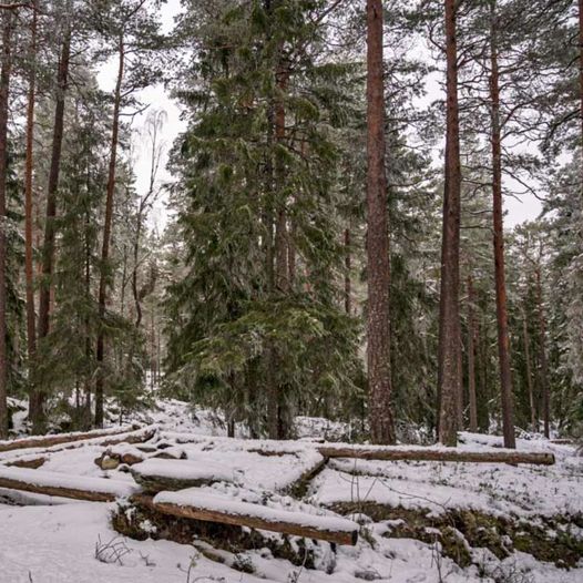 Rustadbakken og Svarstadtjernet