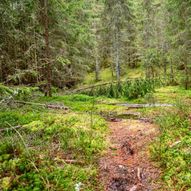 Sagstusjøen til Høgåsseter og Høgåsen