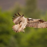 Osprey Watch