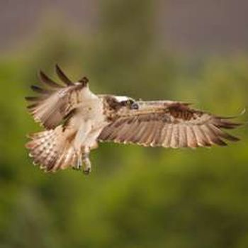 Osprey Watch