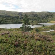 (40) Olstjødno-Kidno-Kjerringo-Olstjødno