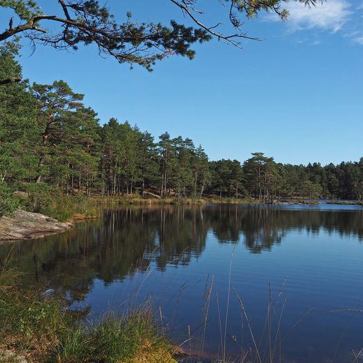 Krysstjern i Skjebergmarka - ta turen rundt det fine vannet