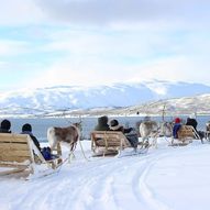 Mating av rein, samisk kultur og en kort reinsdyrsledetur, med start fra Tromsø