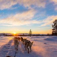 Sjusjøen Hundekjøring