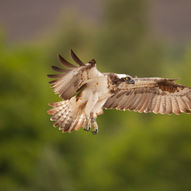Osprey Watch
