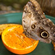 Spread Your Wings With Amazonia’s New Butterfly Experience