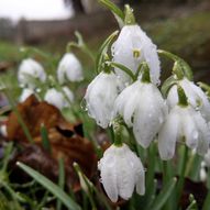 Snowdrop Walk