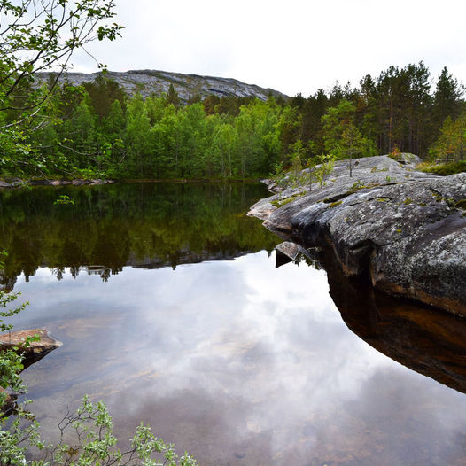 Heggmokulpen i Bodø