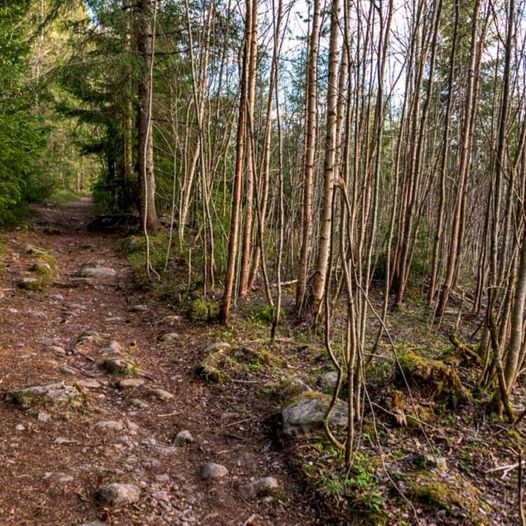 Fottur fra Rånåsfoss bru til Tandbergfjellet