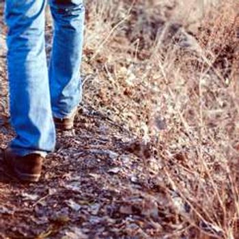 Newtown Meadows Butterfly Walk