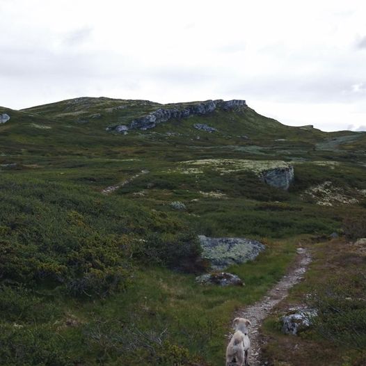 Dørdalsetra - Gråkampen - Dørdalsknappan - Fagerhøi