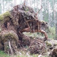 Tur fra Noreødegården (via gapahuken ved Tiurmåsan) til Ødemørk og tilbake.