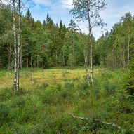 Skogstur til Hærfangkjerka