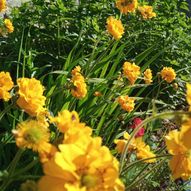 Charity Garden Opening - Dunimarle Castle