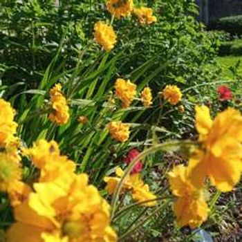 Charity Garden Opening - Dunimarle Castle