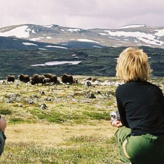 Moskusstien på Dovrefjell (lang løype) - The Dovrefjell Musk Ox Trail (long trail)