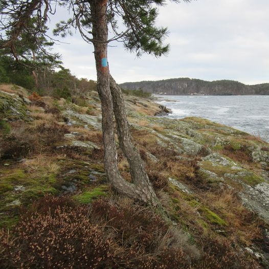 Kyststien i Bamble: Rognstranda - Åby