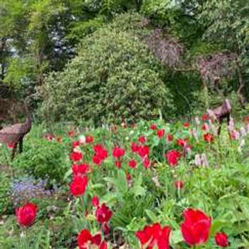 Charity Garden Opening - Amat